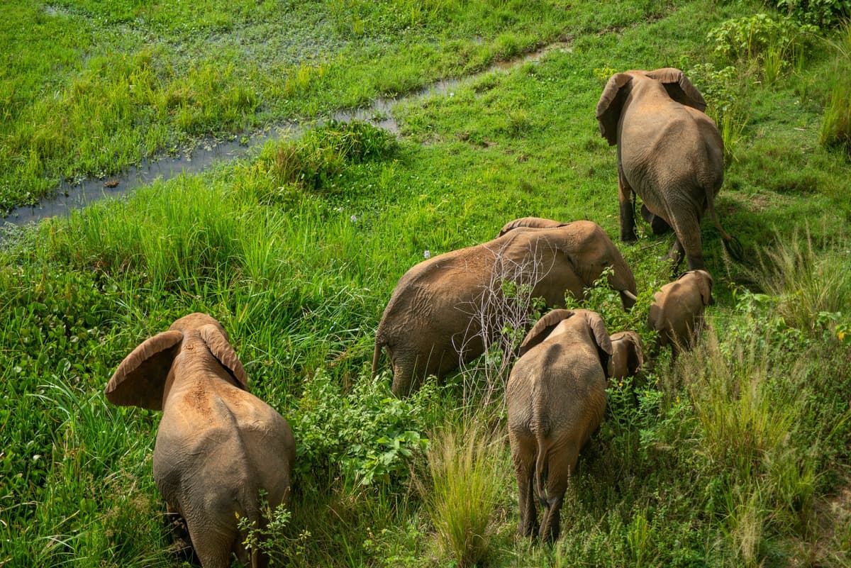 Kenya Wildlife Safari