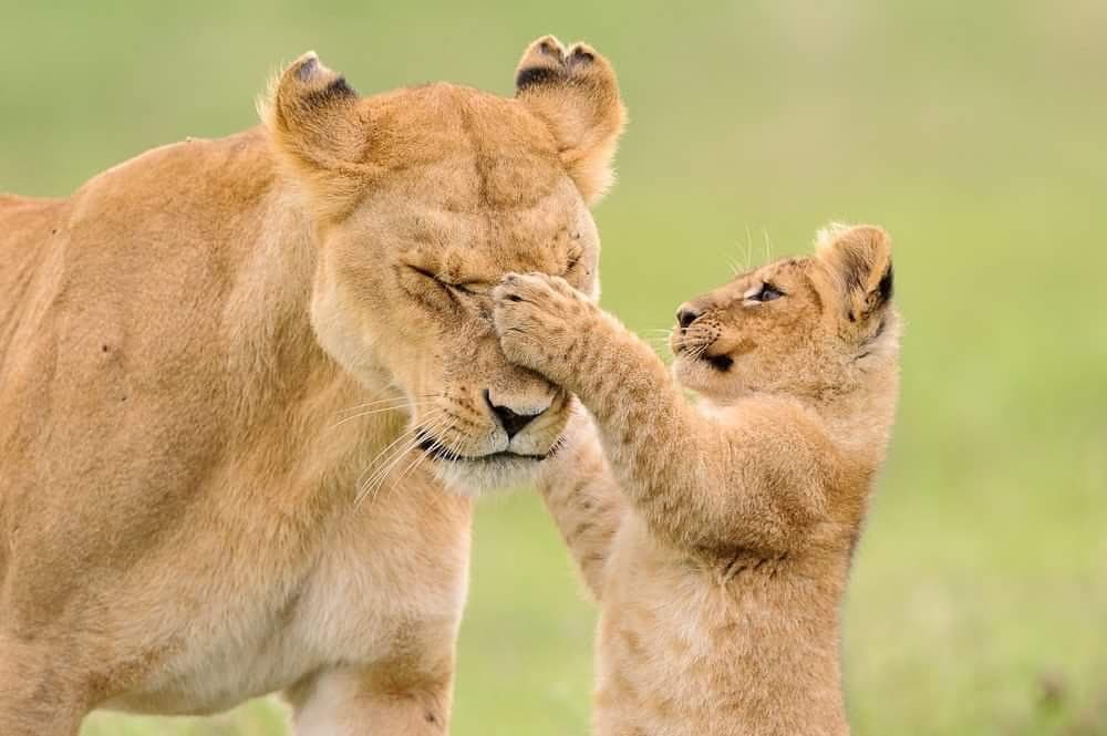 East African Safari