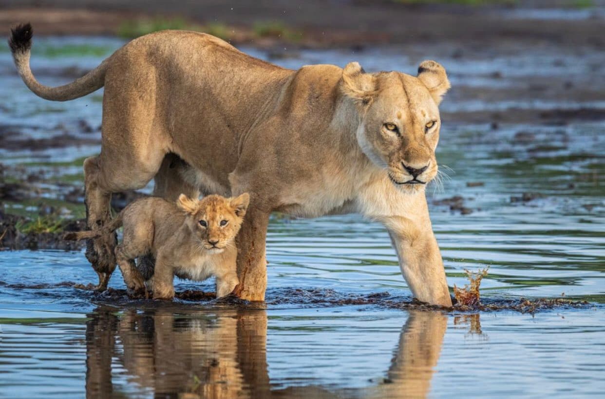 Small Group Tanzania Safari