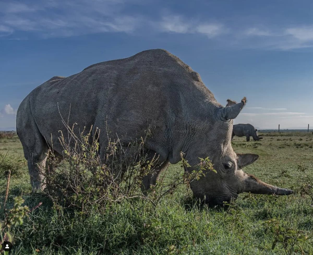 Tailor-Made Safari