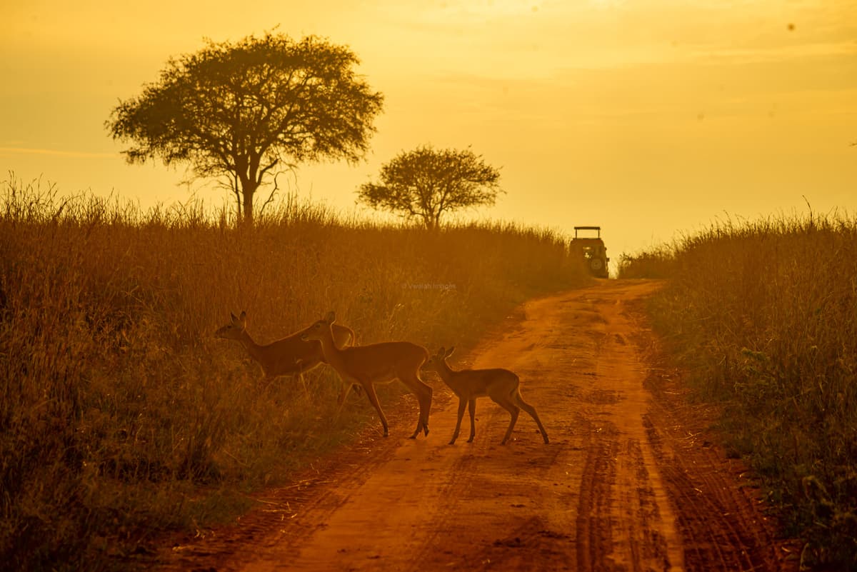 Family-Friendly Safari