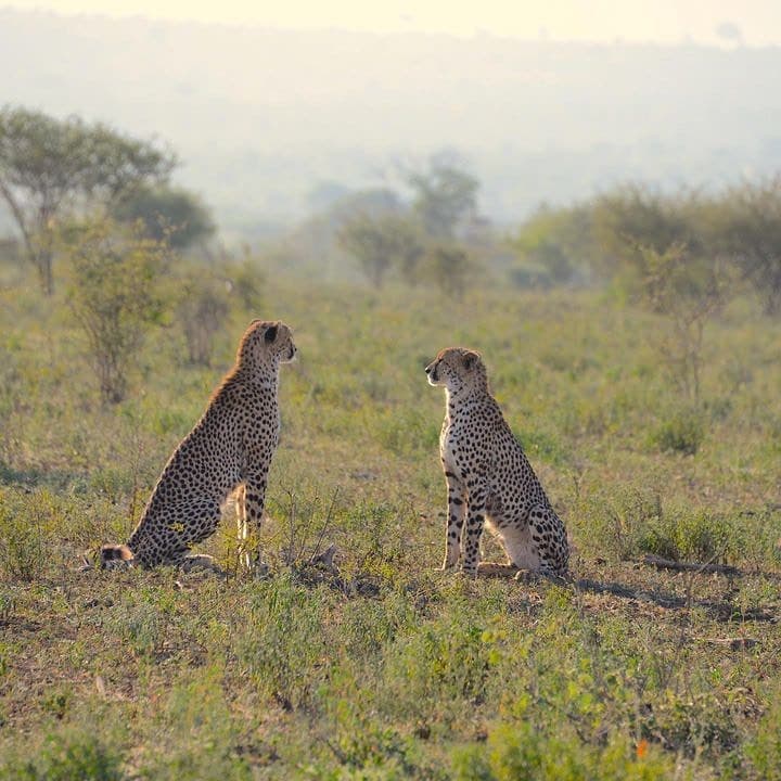 Budget Kenya Safari