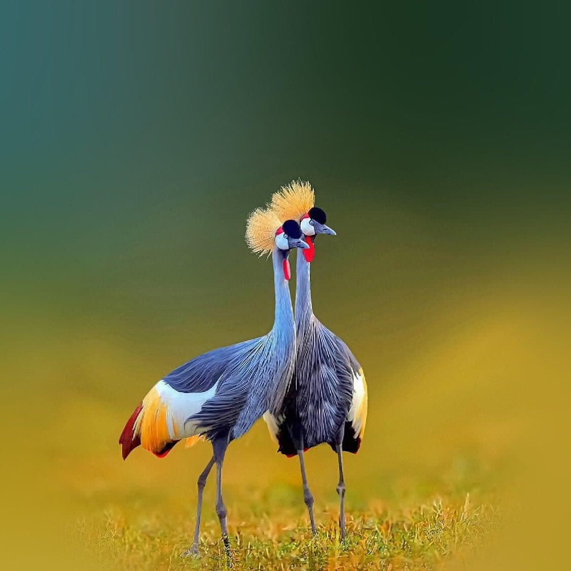 Crane in Uganda