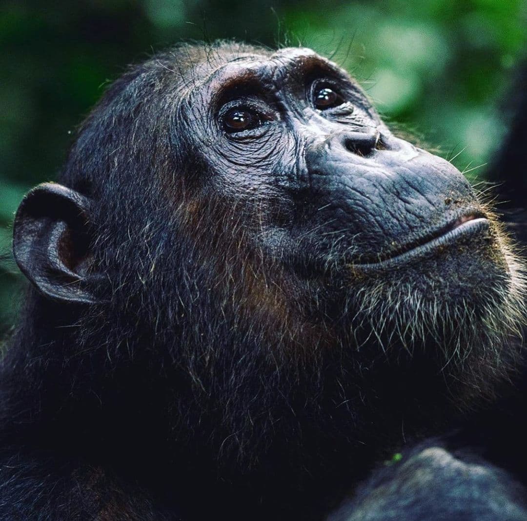 Chimpanzee in Rwanda