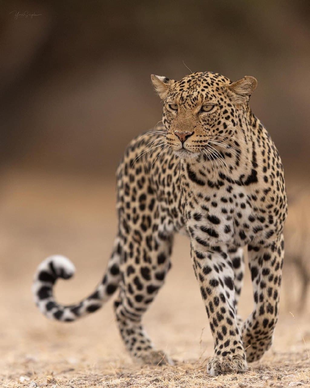 Leopard in Tanzania