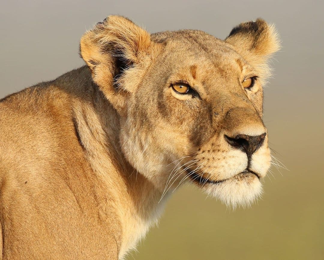 Lioness in Kenya